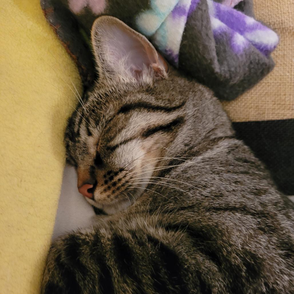 Wesley, a Adoptable Domestic Short Hair in Huntsville, AL image 3/6