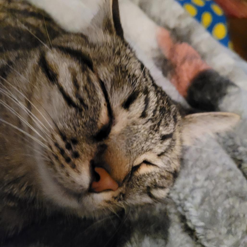 Wesley, a Adoptable Domestic Short Hair in Huntsville, AL image 6/6