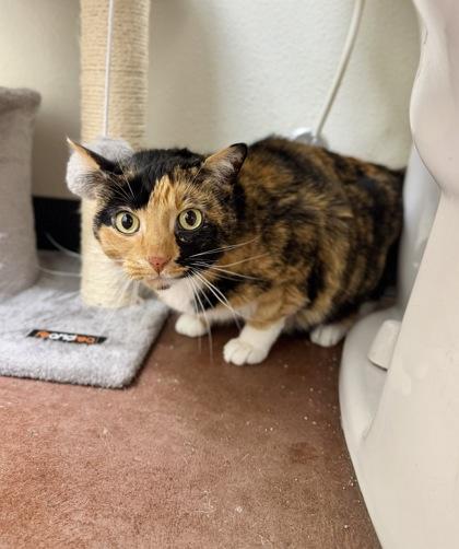 Taffy, Adoptable, Adult Female Domestic Short Hair & Domestic Short Hair.