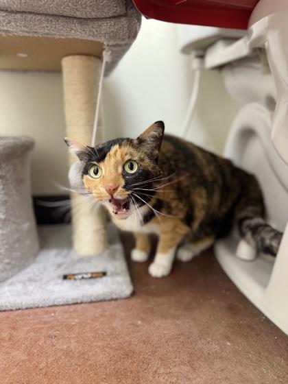 Enlarge Taffy, a Adoptable mixed breed in Aberdeen, SD image 2/3