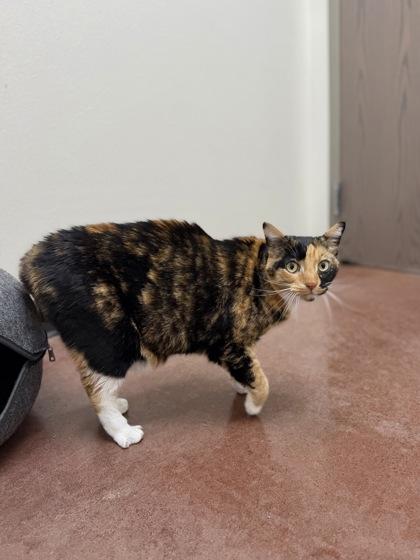 Enlarge Taffy, a Adoptable mixed breed in Aberdeen, SD image 3/3