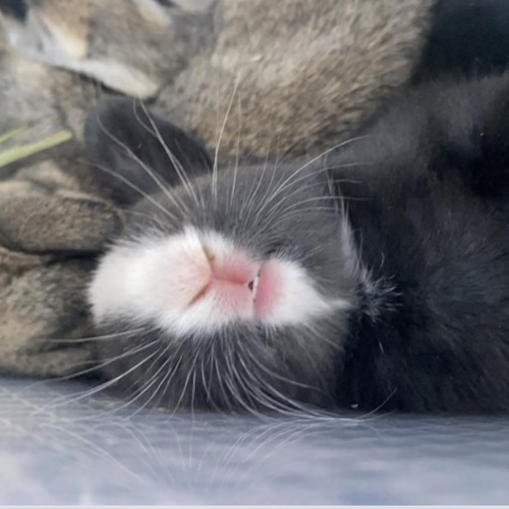 Enlarge Indigo, a Adoptable mixed breed in Miami, FL image 1/6