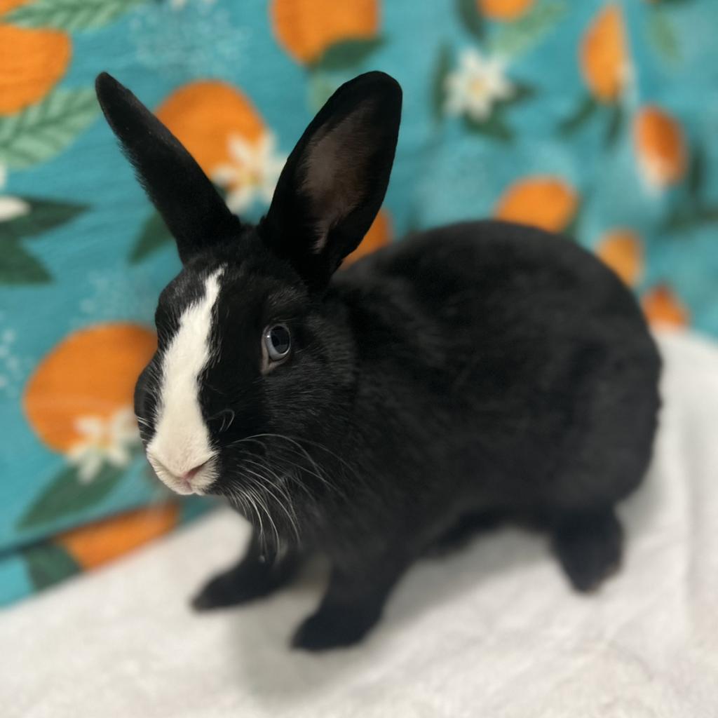 Enlarge Indigo, a Adoptable mixed breed in Miami, FL image 2/6