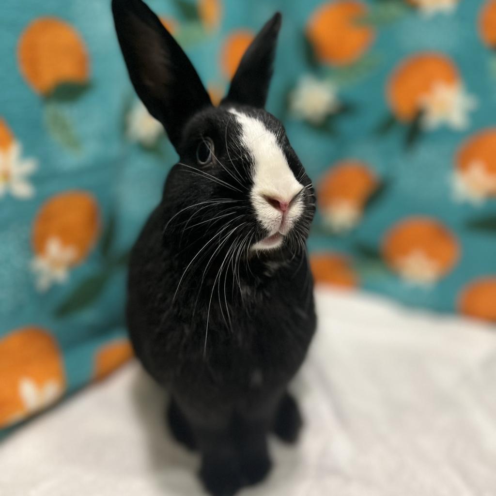 Enlarge Indigo, a Adoptable mixed breed in Miami, FL image 4/6