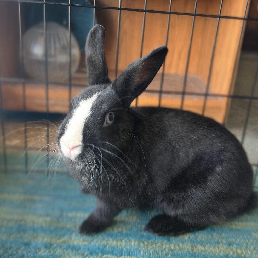 Enlarge Indigo, a Adoptable mixed breed in Miami, FL image 5/6