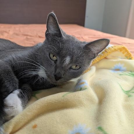 Enlarge Ellie, a Adoptable Domestic Short Hair in Minneapolis, MN image 3/3