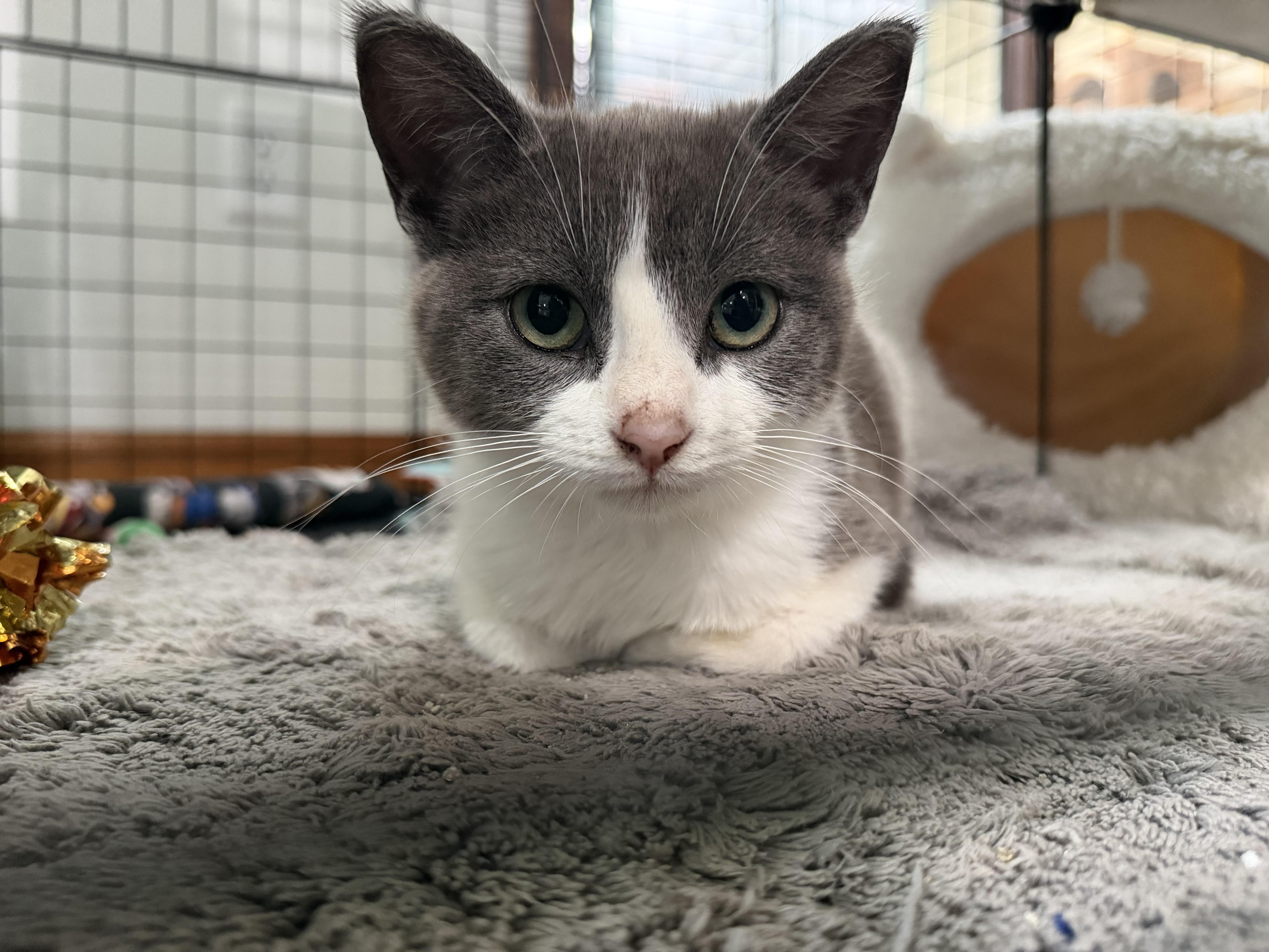 Enlarge Harley Quinn, a Adoptable Domestic Short Hair in GALESVILLE, WI image 6/6
