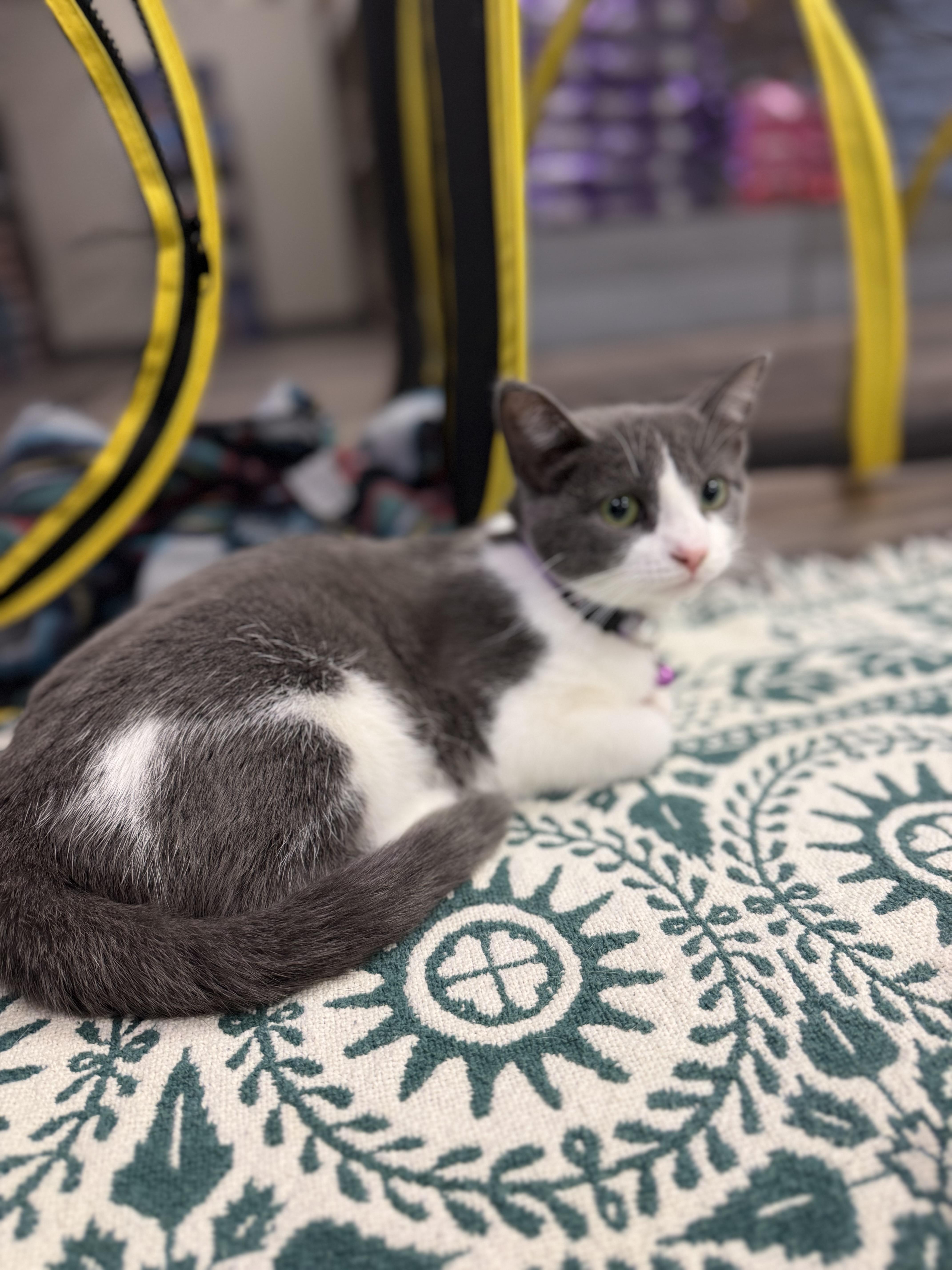 Enlarge Harley Quinn, a Adoptable Domestic Short Hair in GALESVILLE, WI image 2/6