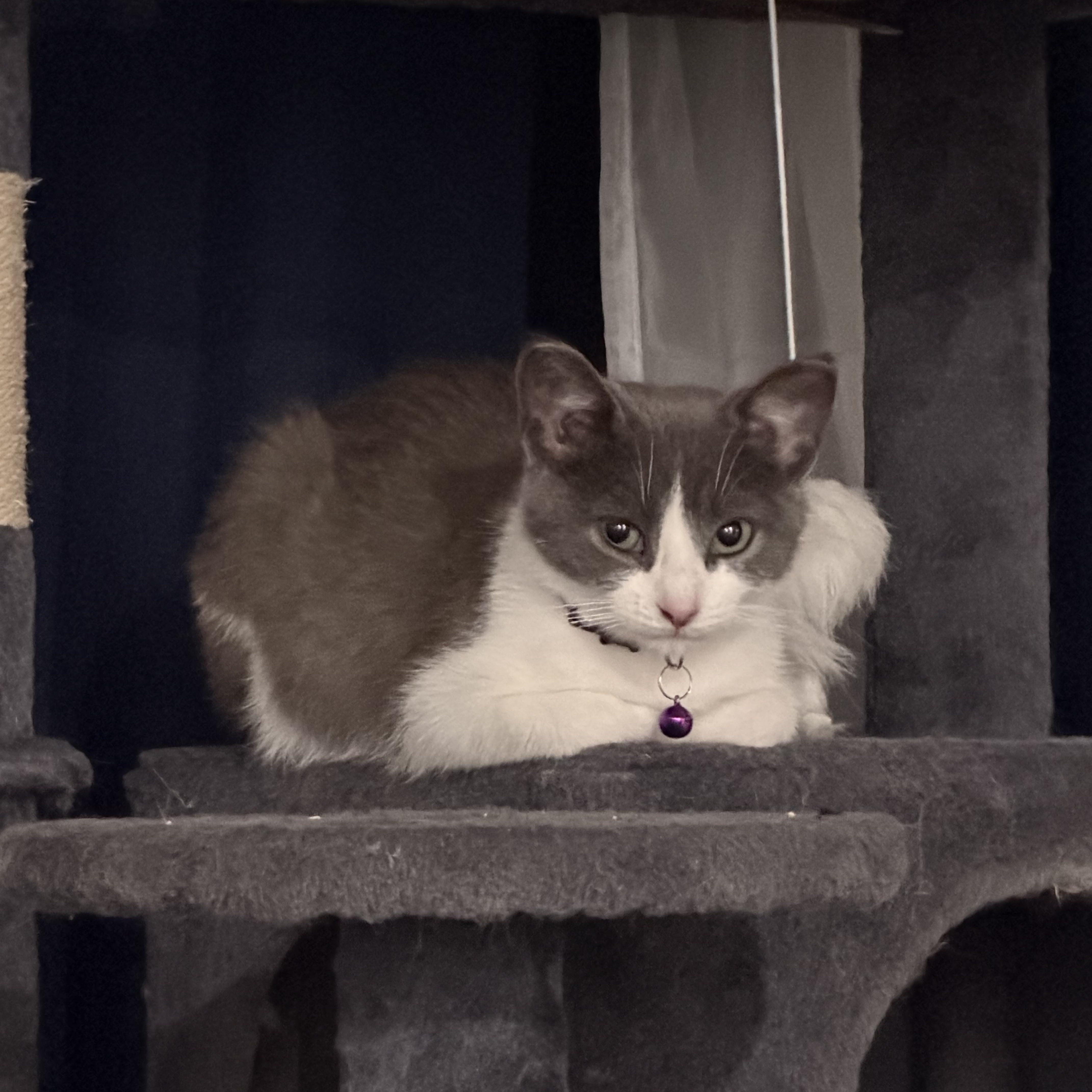 Enlarge Harley Quinn, a Adoptable Domestic Short Hair in GALESVILLE, WI image 3/6