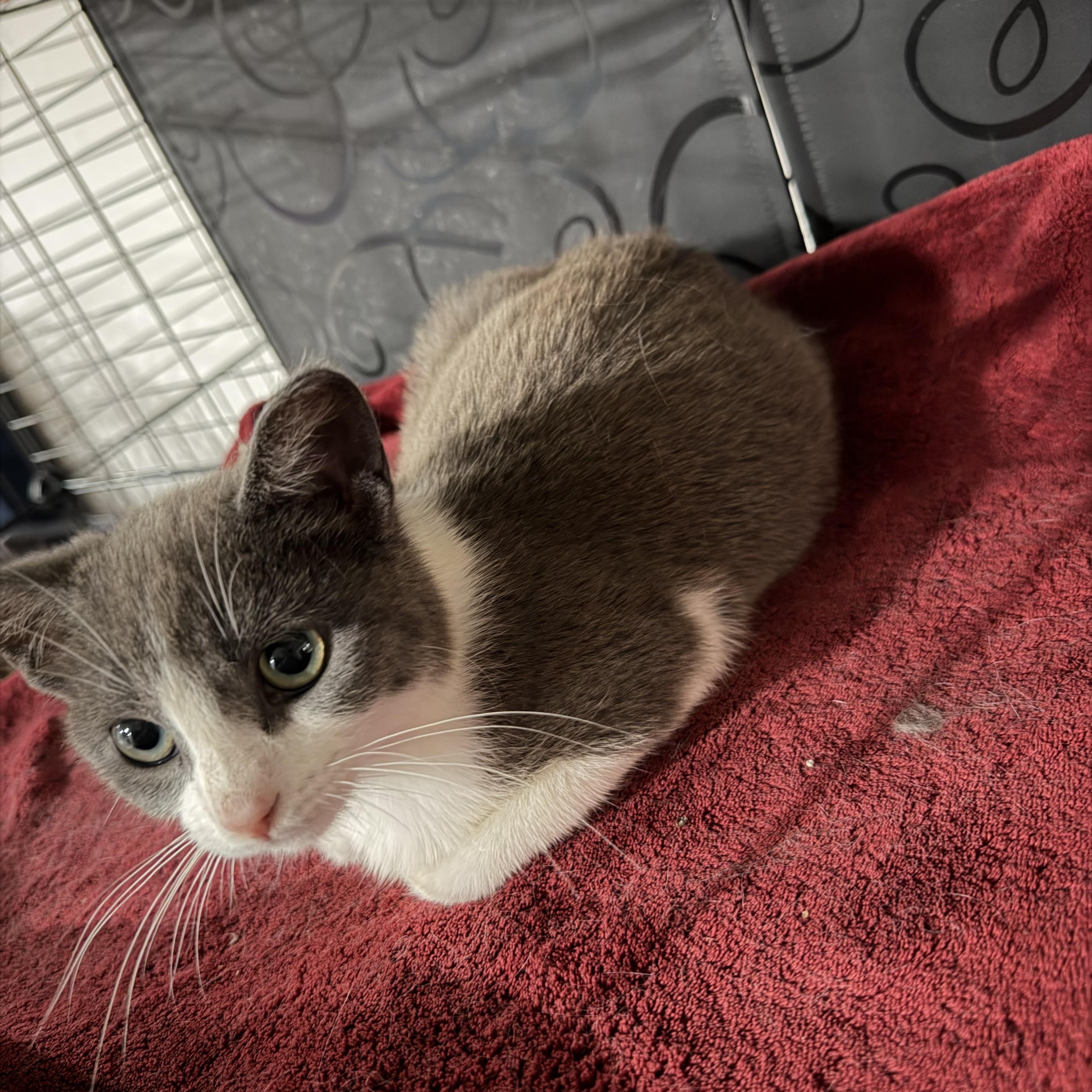Enlarge Harley Quinn, a Adoptable Domestic Short Hair in GALESVILLE, WI image 4/6
