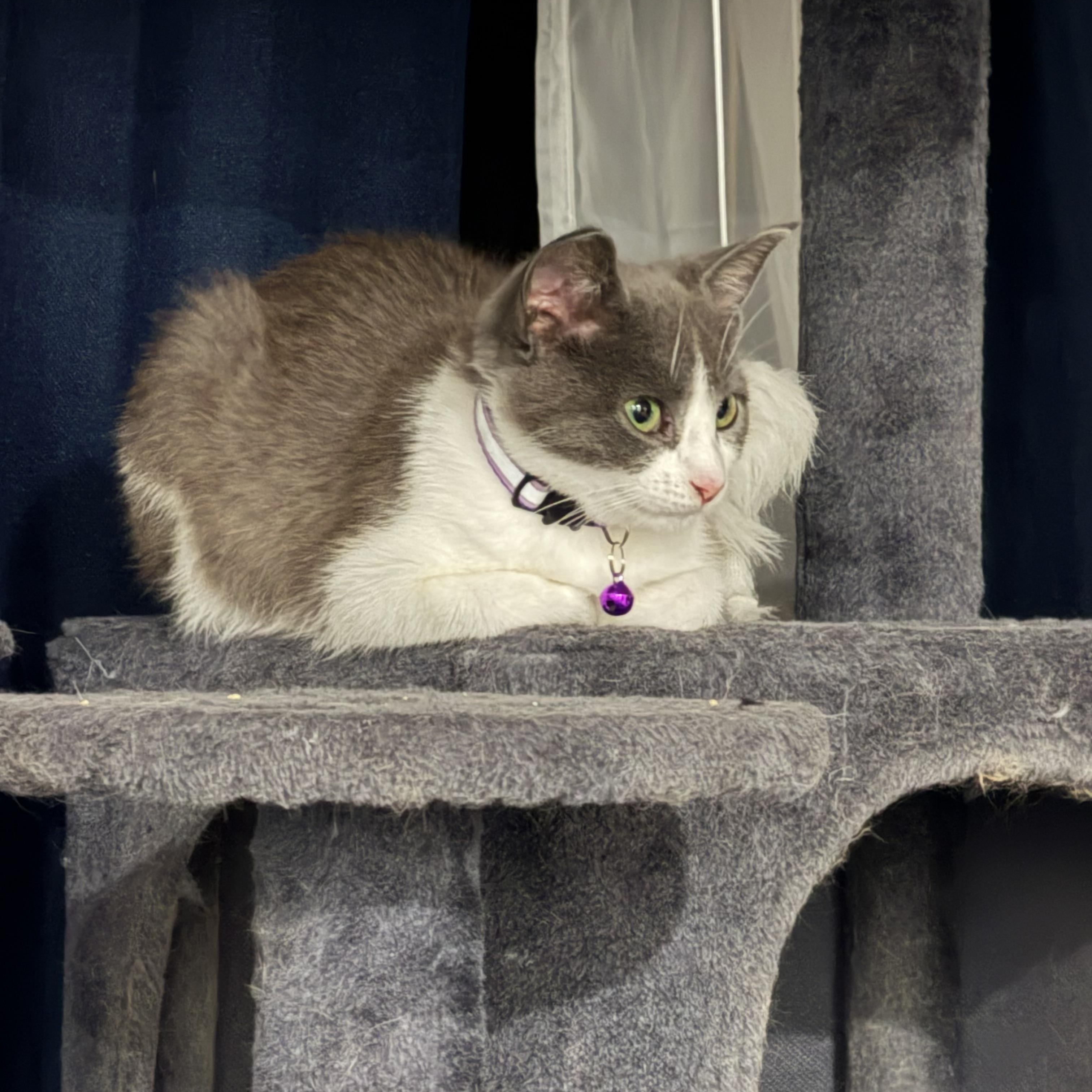 Enlarge Harley Quinn, a Adoptable Domestic Short Hair in GALESVILLE, WI image 5/6