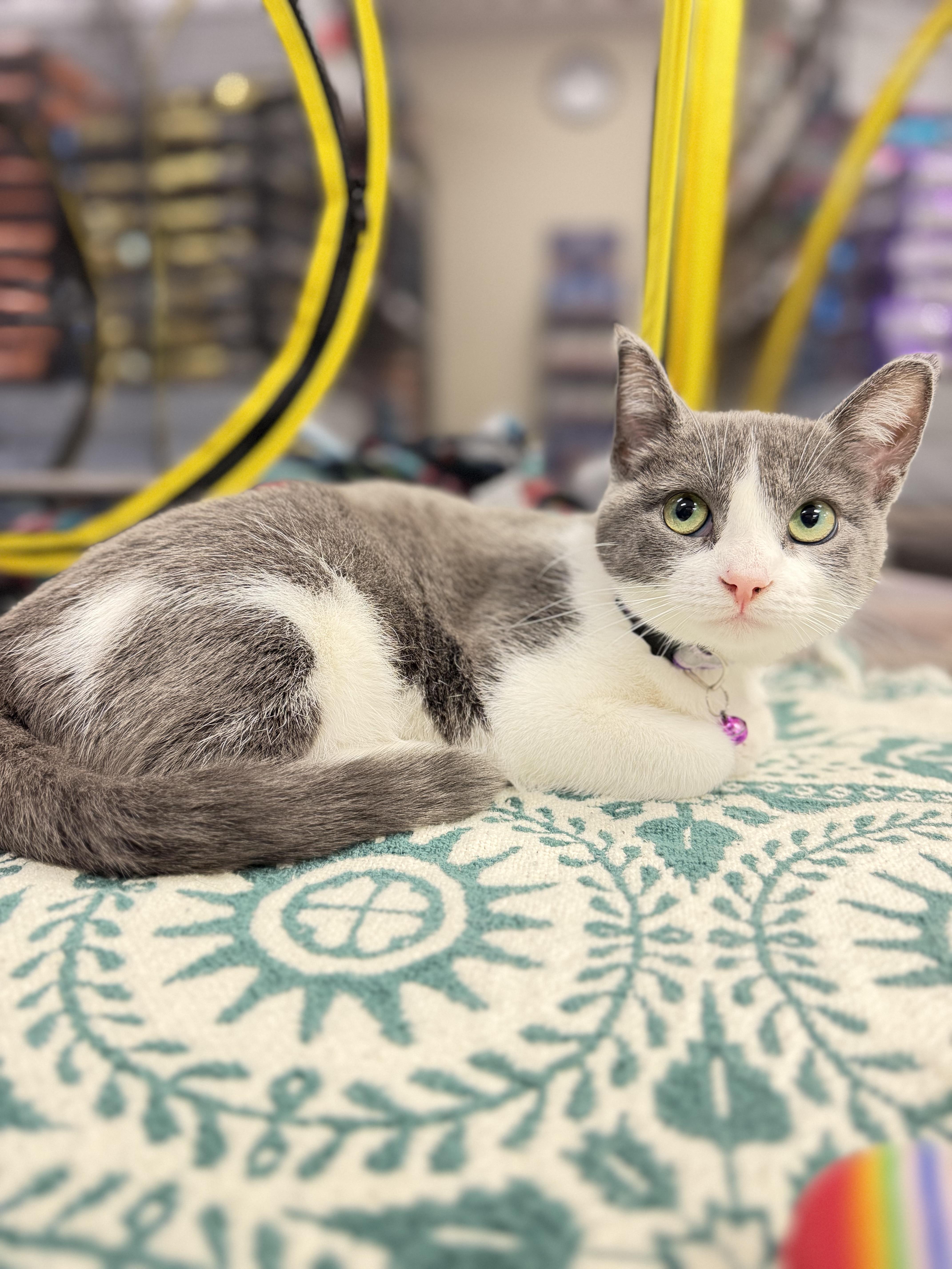 Enlarge Harley Quinn, a Adoptable Domestic Short Hair in GALESVILLE, WI image 1/6