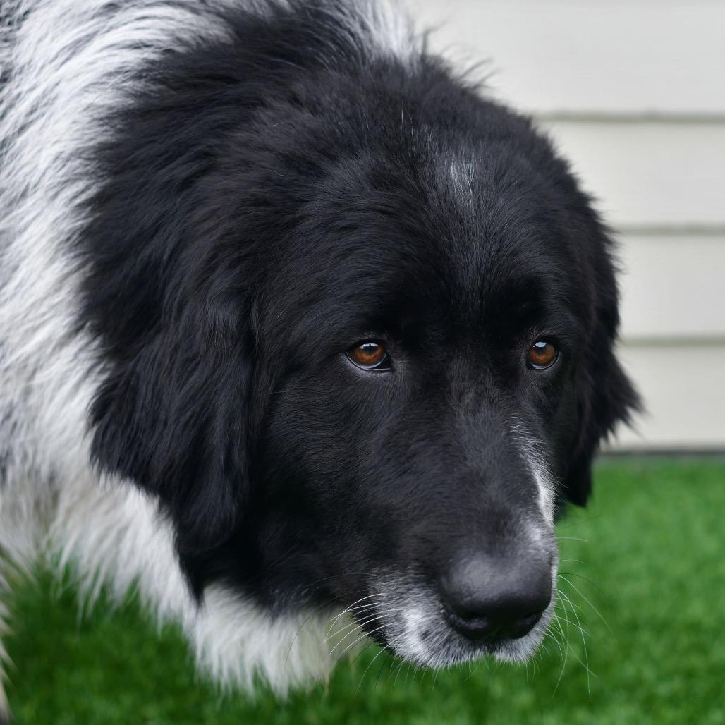 Ozzy, Adoptable, Young Male Great Pyrenees & Bernese Mountain Dog.