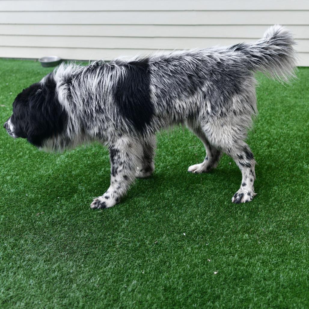 Enlarge Ozzy, a Adoptable mixed breed in Ottawa, KS image 2/2