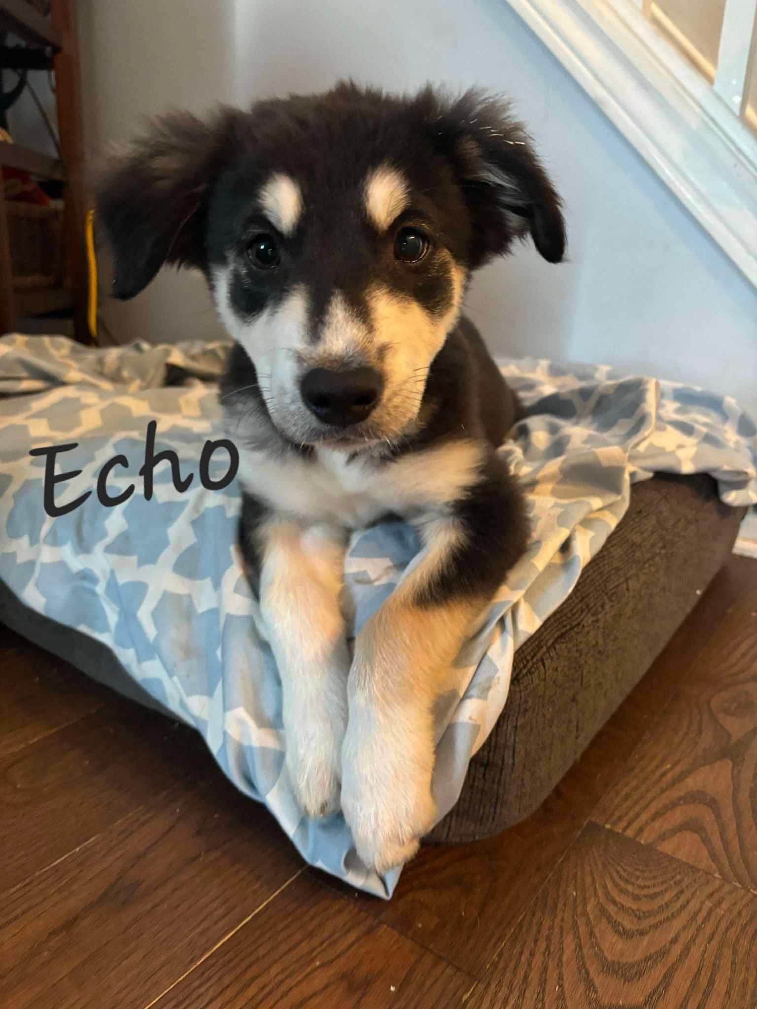 Dog for adoption Echo, a Great Pyrenees in London, ON Petfinder