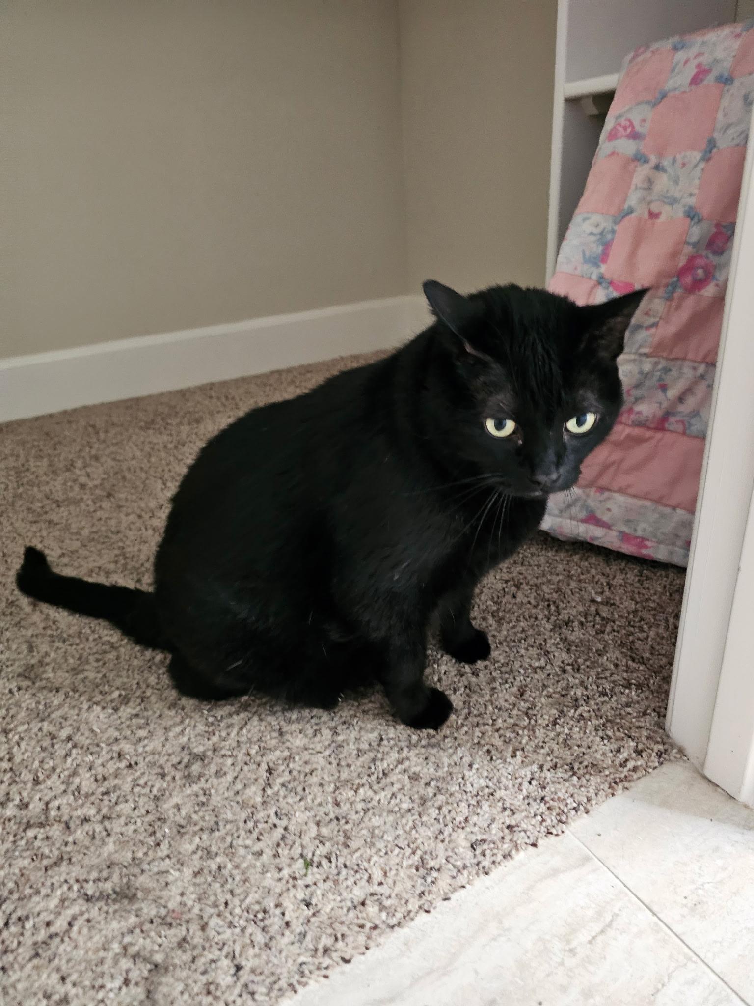 Enlarge Snoopy, a Adoptable Domestic Medium Hair in San Diego, CA image 1/4