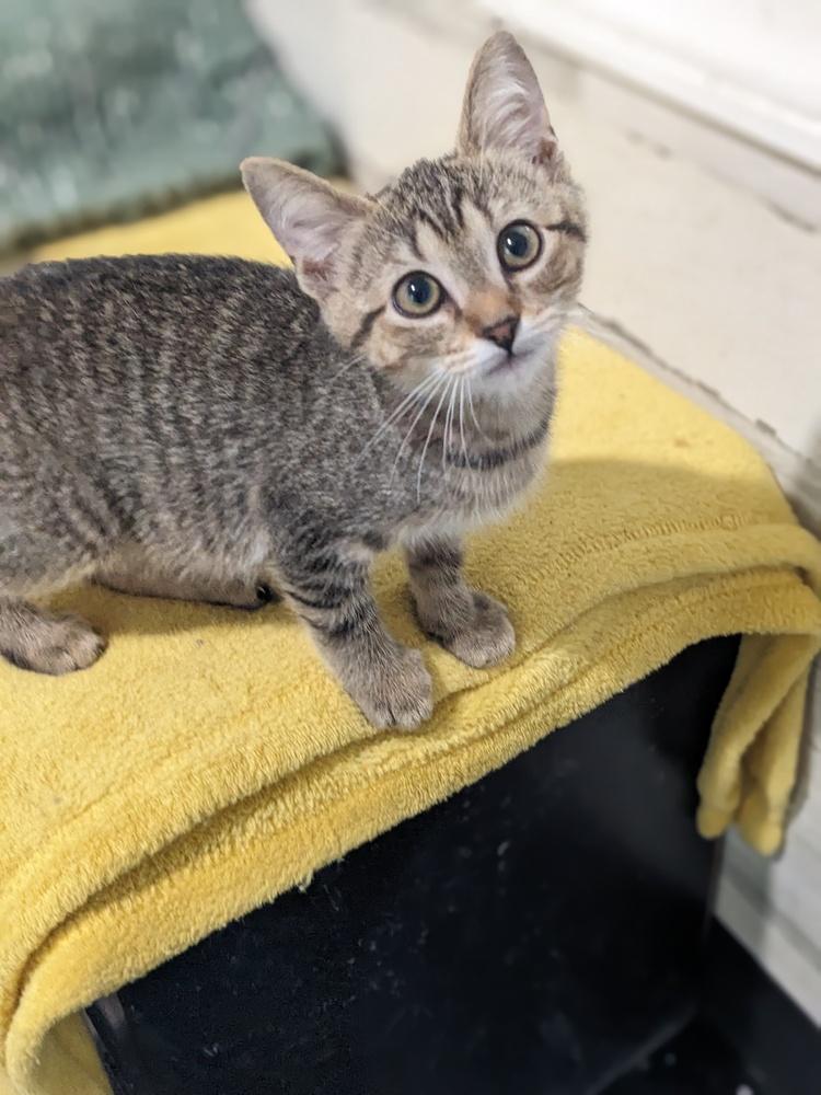 Janet, Adoptable, Kitten Female Domestic Short Hair.