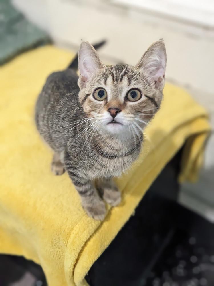 Janet, a Adoptable Domestic Short Hair in Lewisburg, TN image 2/2