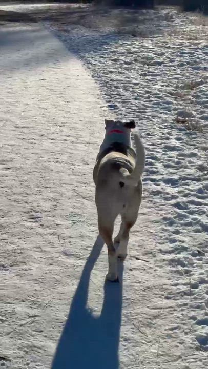 Enlarge Betsy, a ADOPTABLE mixed breed in Jackson, WY video 2/2