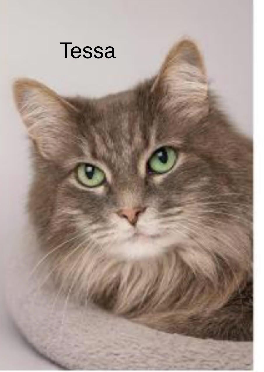 Tessa, adopted, Senior Female Domestic Long Hair.