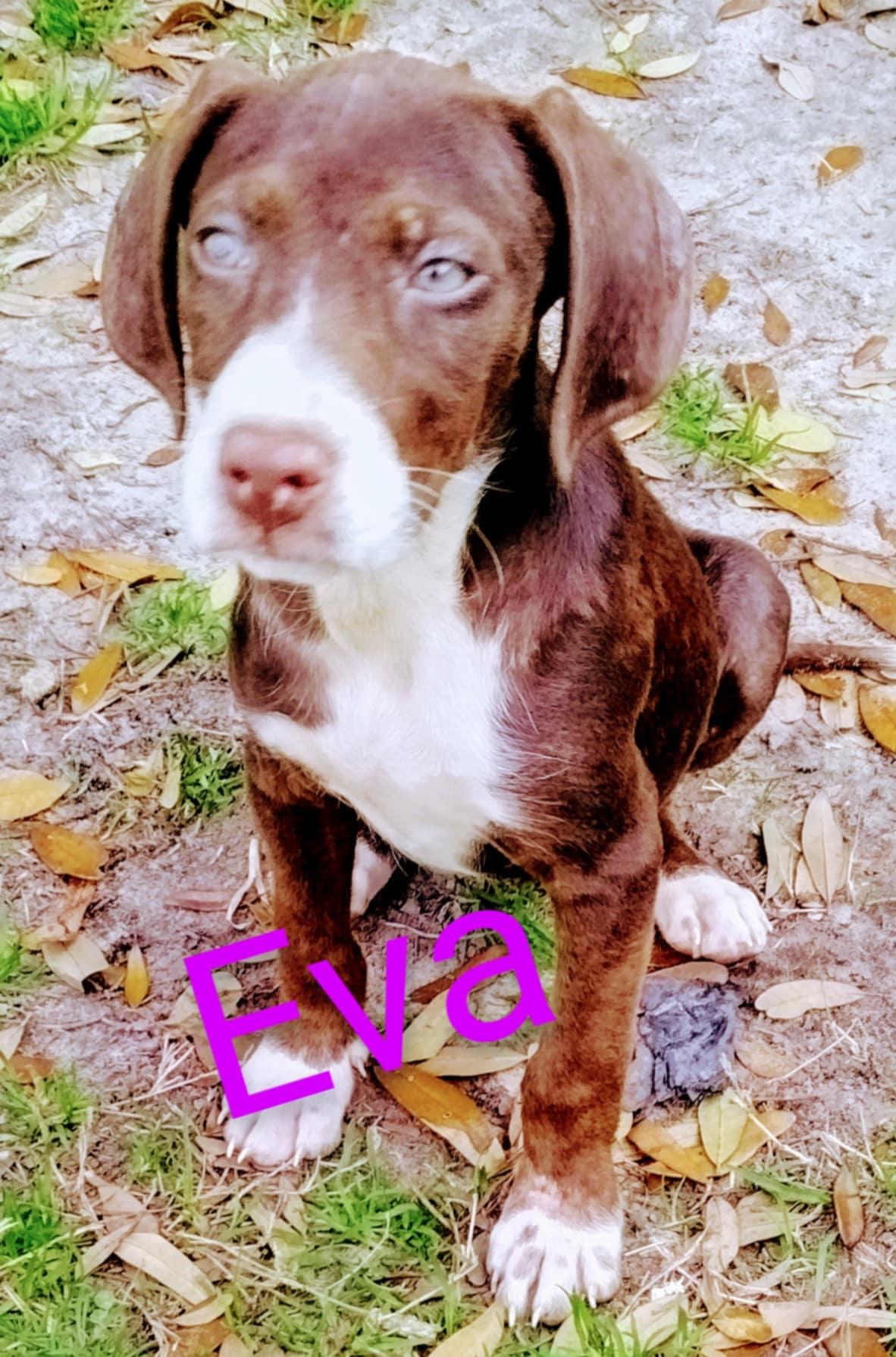 Enlarge Eva, a Adoptable mixed breed in Branchville, SC image 1/1