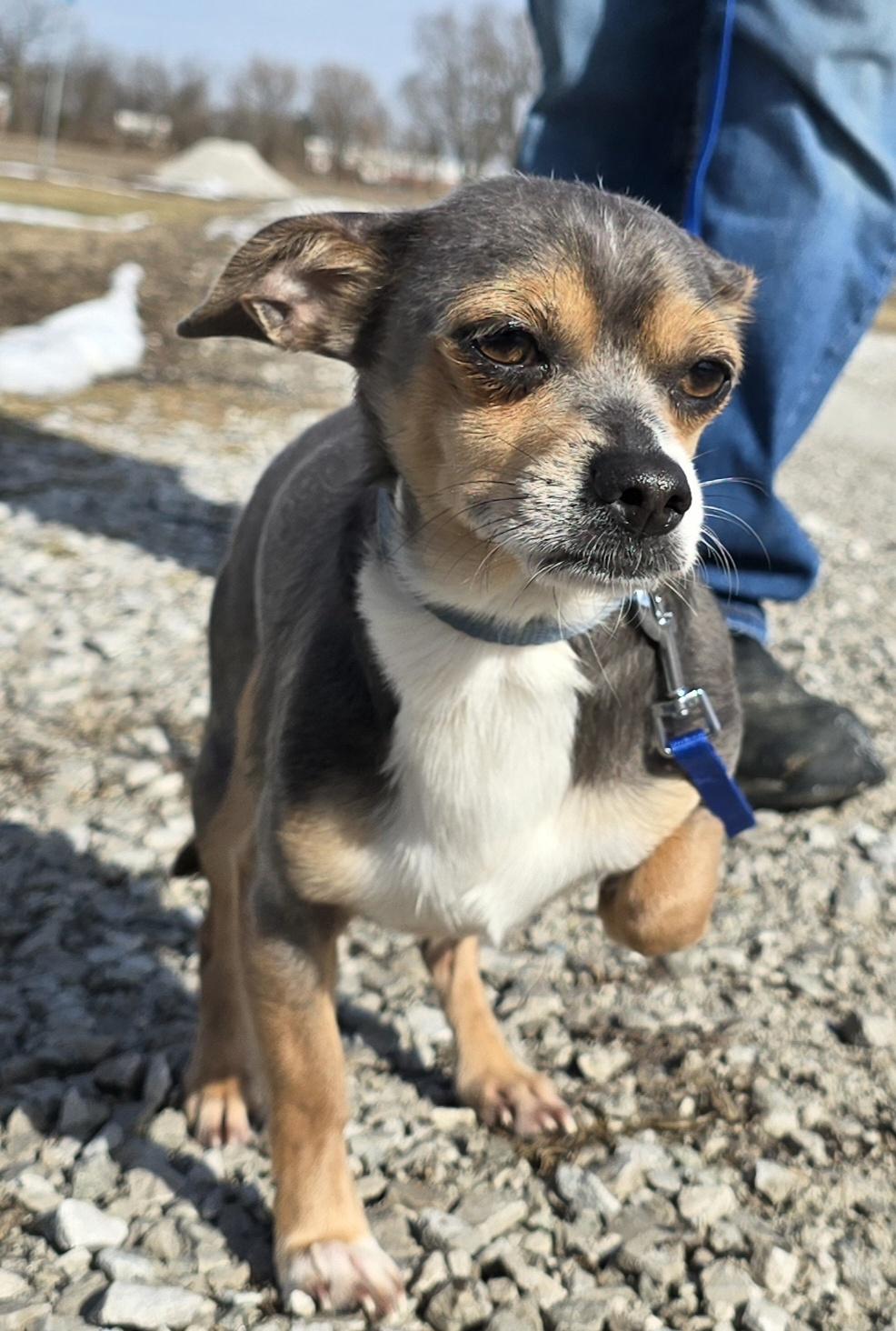 Buddy, ADOPTABLE, Adult Male Chihuahua.