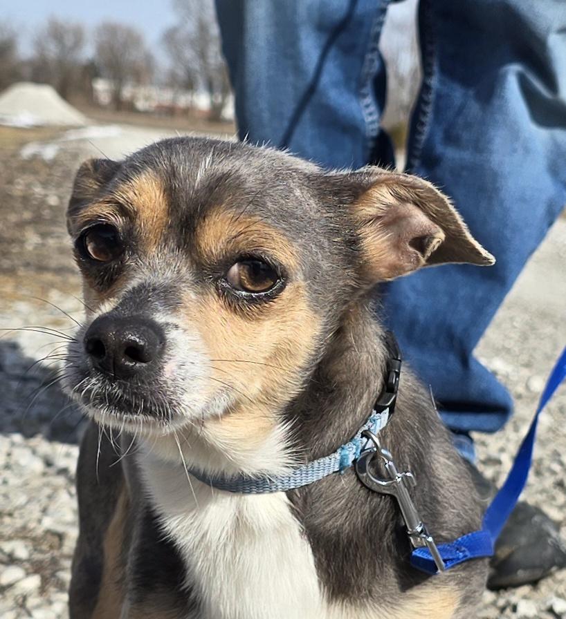 Enlarge Buddy, a ADOPTABLE mixed breed in Terre Haute, IN image 2/4