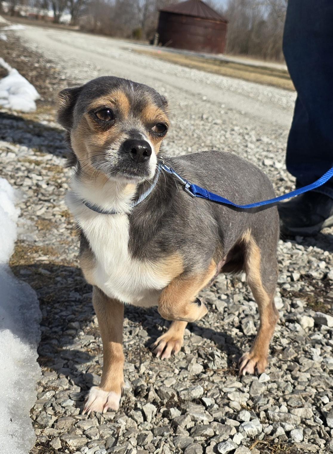 Enlarge Buddy, a ADOPTABLE mixed breed in Terre Haute, IN image 3/4