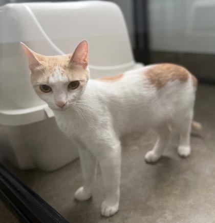 Eleanor, an adopted Domestic Short Hair in Dubuque, IA image 1/2