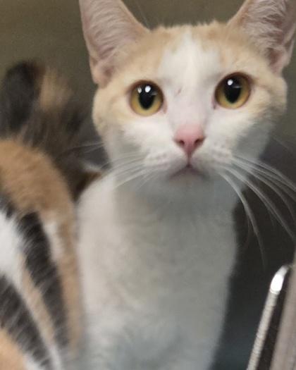 Eleanor, an adopted Domestic Short Hair in Dubuque, IA image 2/2