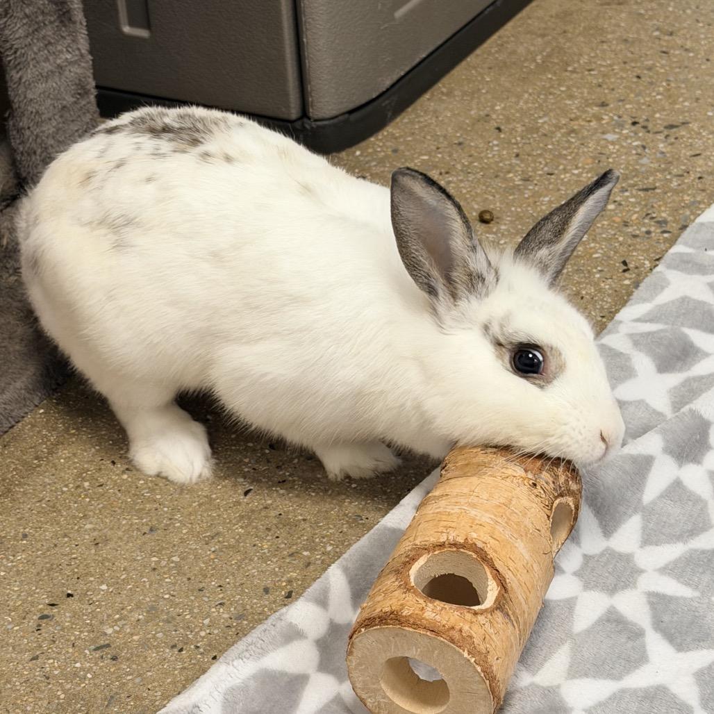 Xylophone, Adoptable, Young Male Lionhead & Bunny Rabbit.