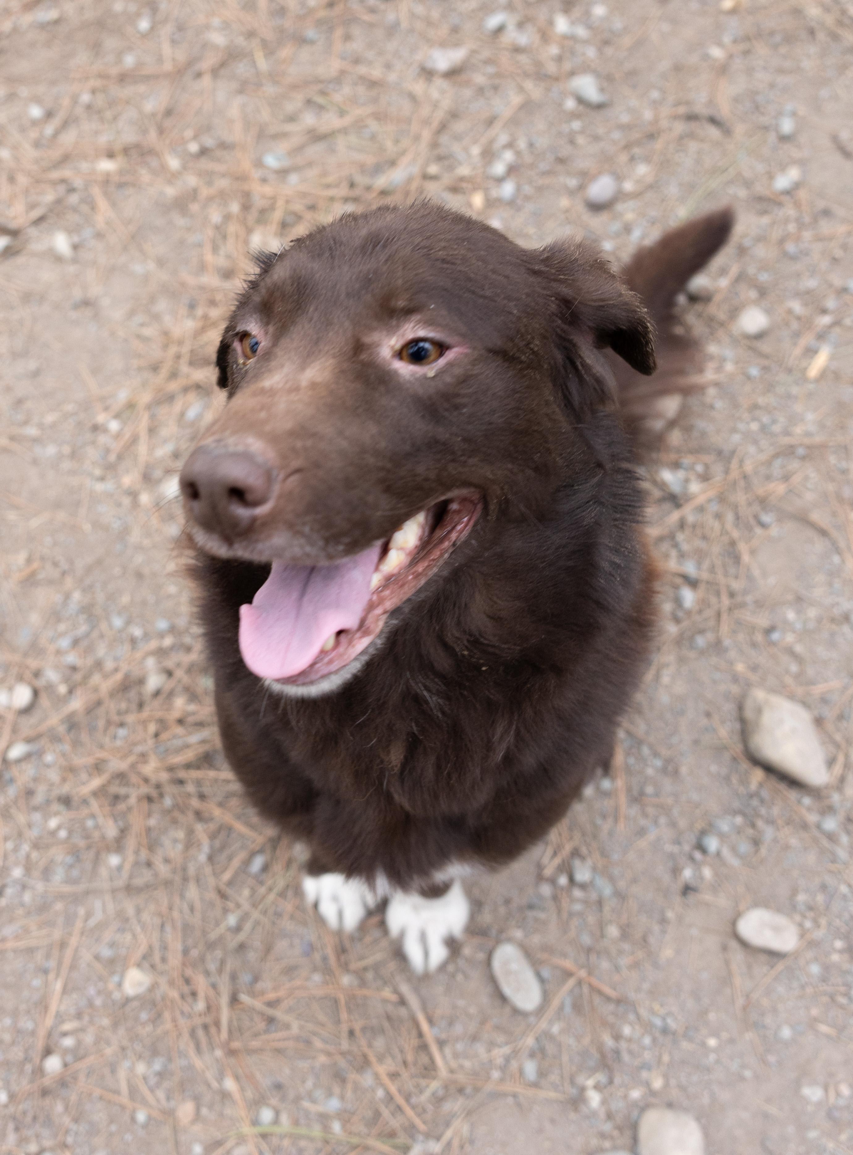 Coco Puff, ADOPTABLE, Adult Male McNab.