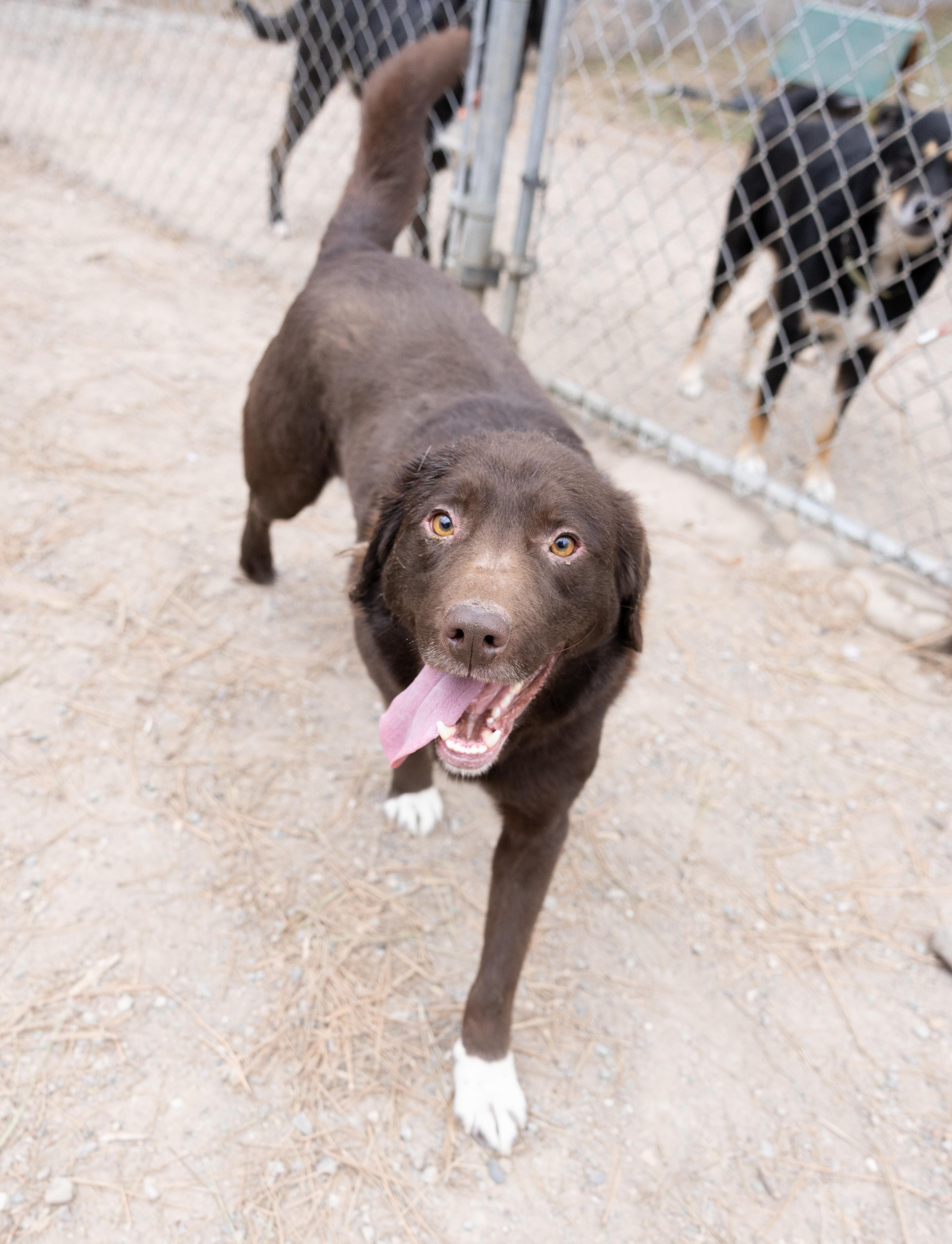 Enlarge Coco Puff, a ADOPTABLE mixed breed in Libby, MT image 3/3