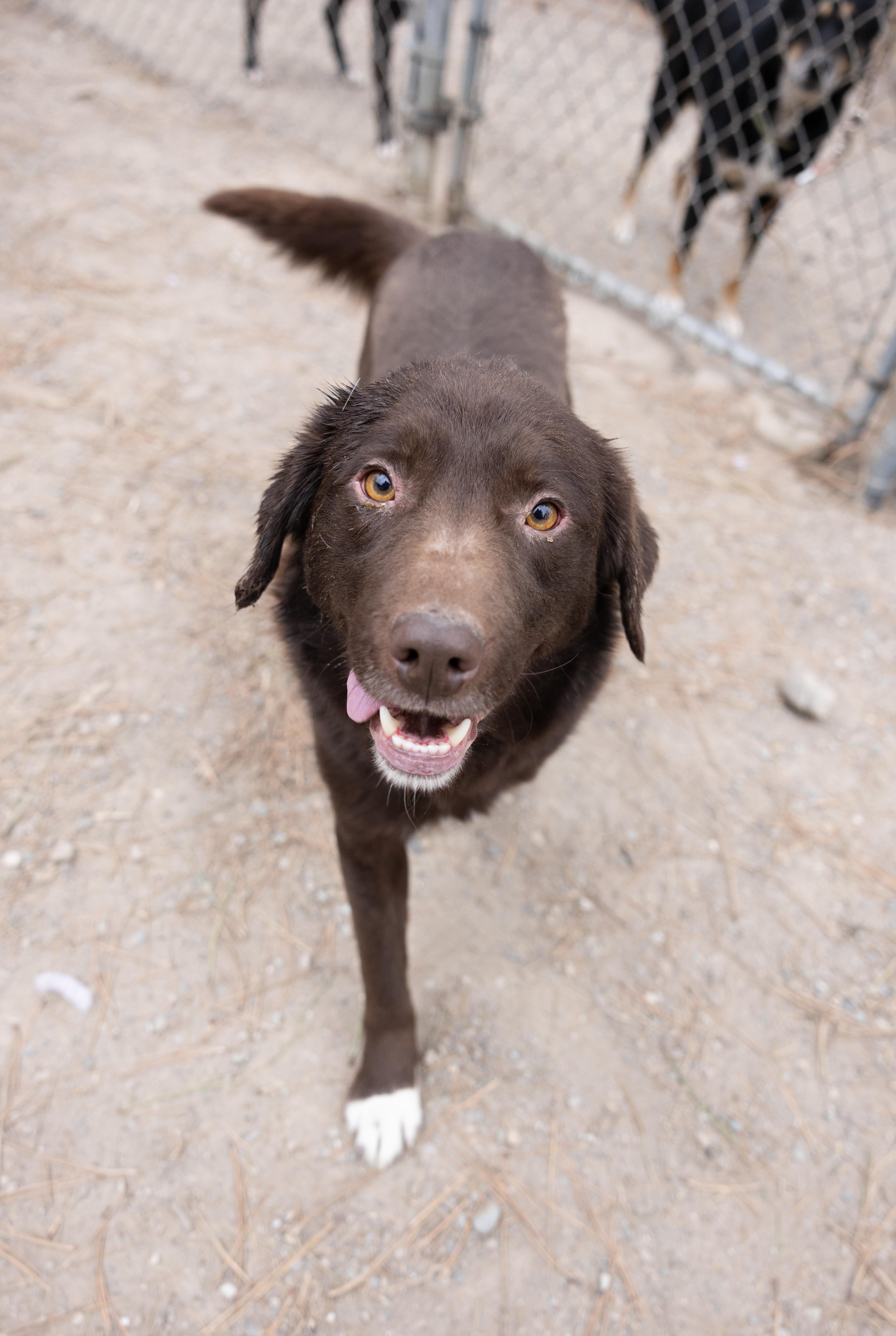 Enlarge Coco Puff, a ADOPTABLE mixed breed in Libby, MT image 2/3