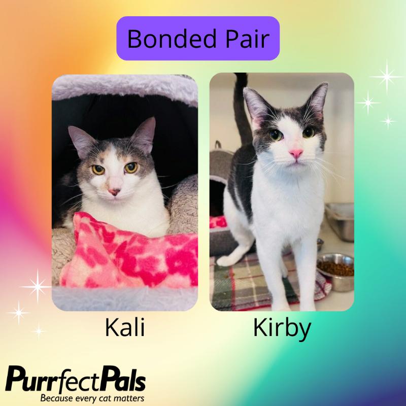 Kirby, Adoptable, Young Male Domestic Short Hair.