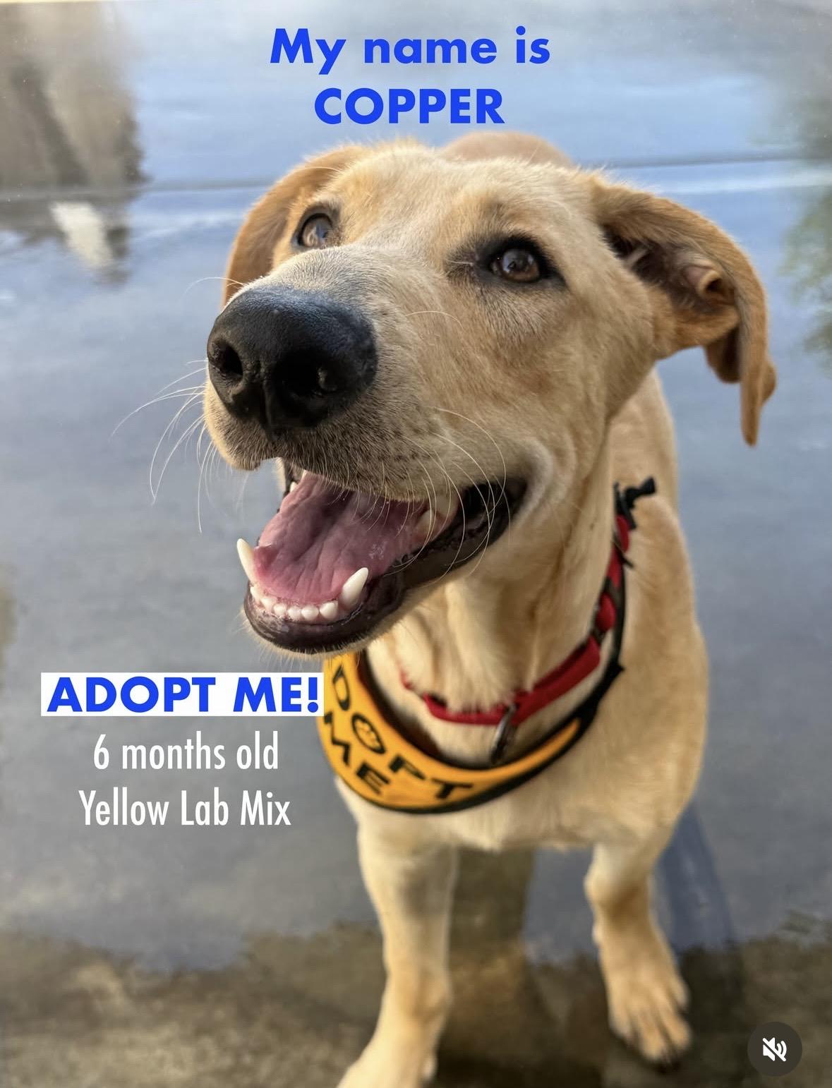 Enlarge Copper, a Adoptable mixed breed in Torrance, CA image 4/6