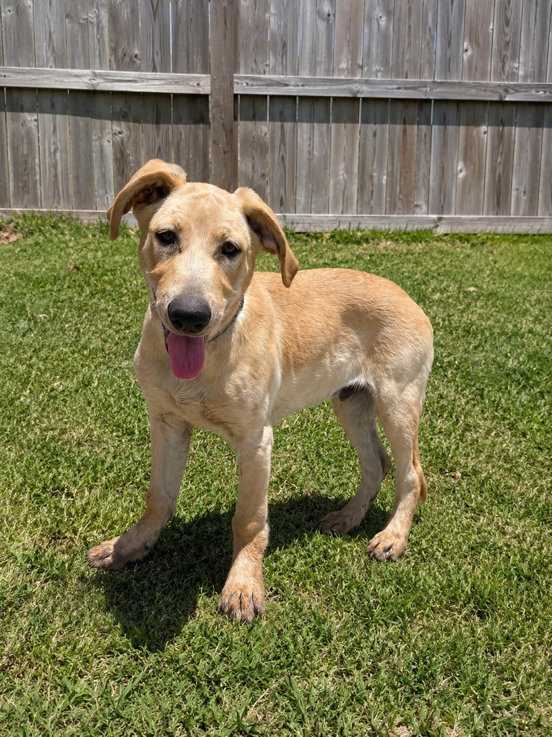 Enlarge Copper, a Adoptable mixed breed in Torrance, CA image 6/6