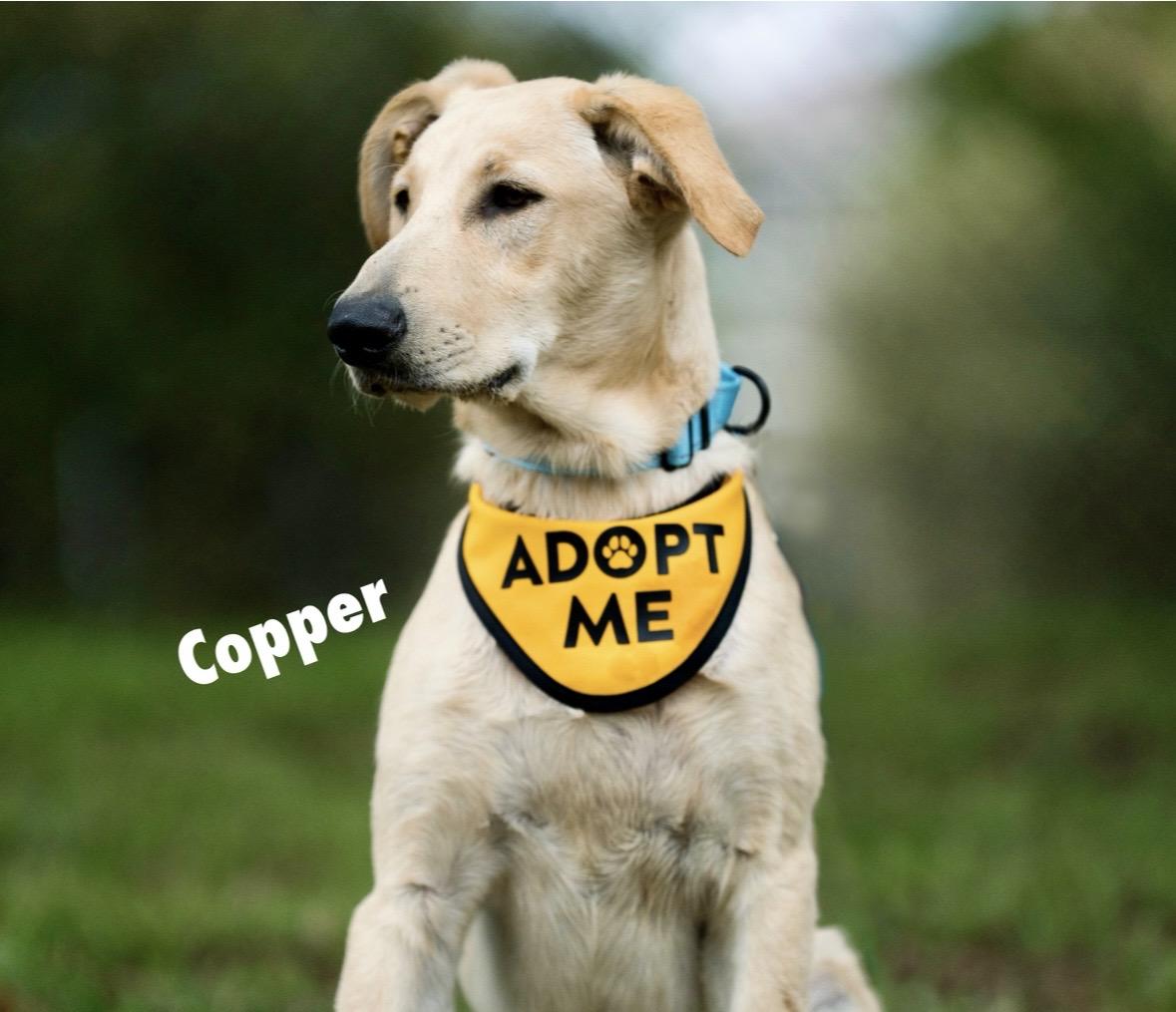 Enlarge Copper, a Adoptable mixed breed in Torrance, CA image 1/6