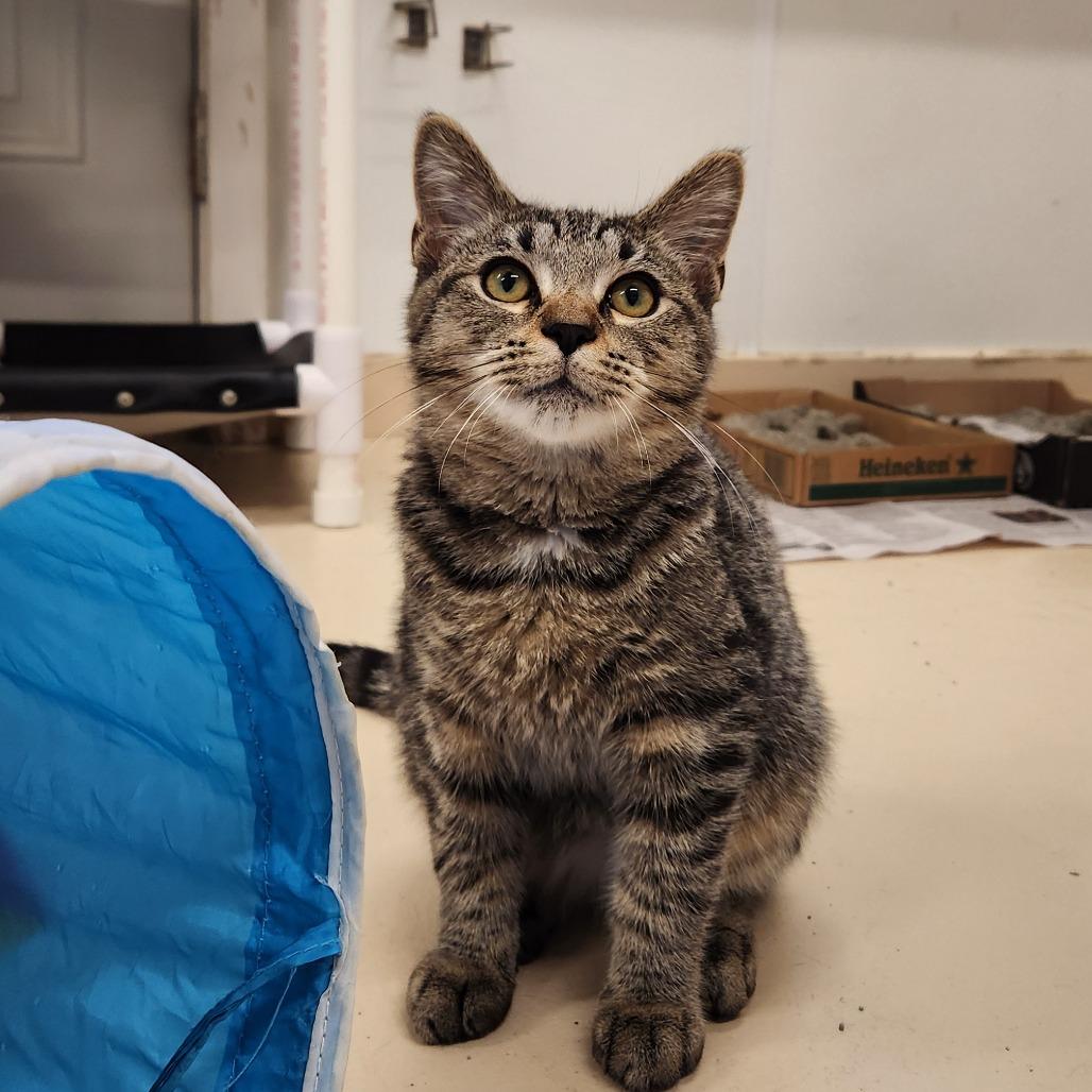 Corn Dog thumbnail 2