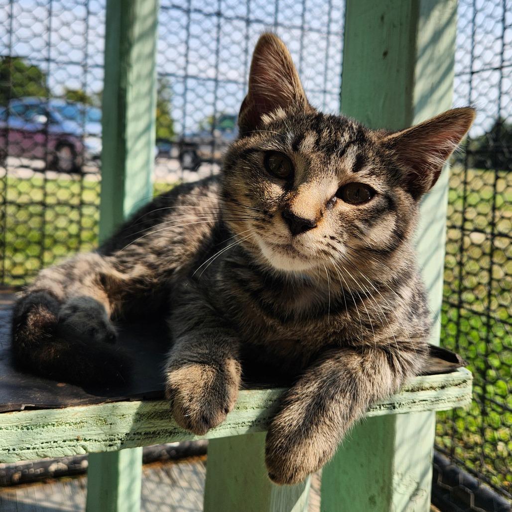 Corn Dog thumbnail 3