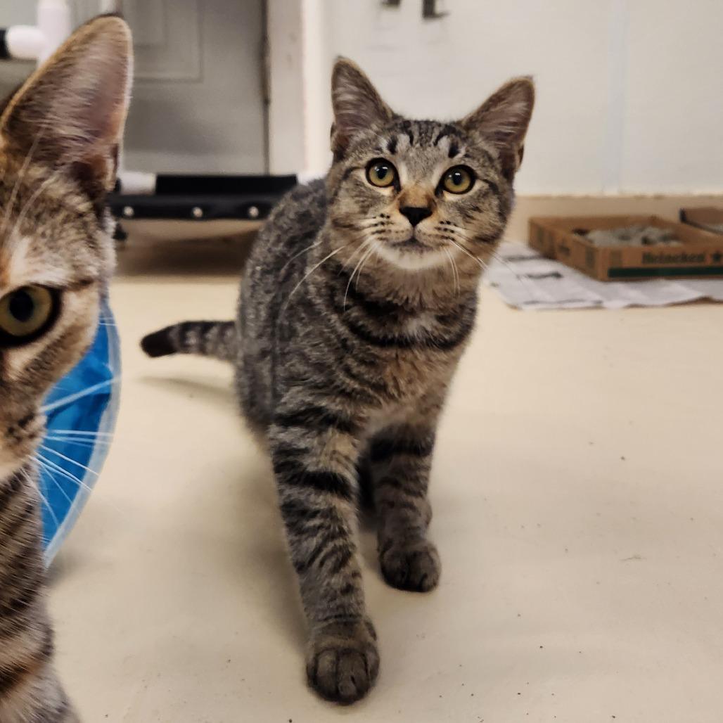 Corn Dog thumbnail 4