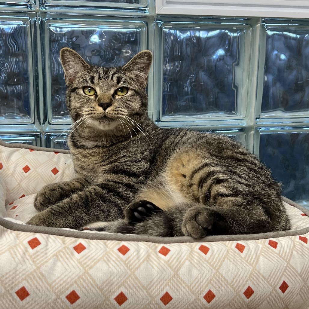 Corn Dog thumbnail 5