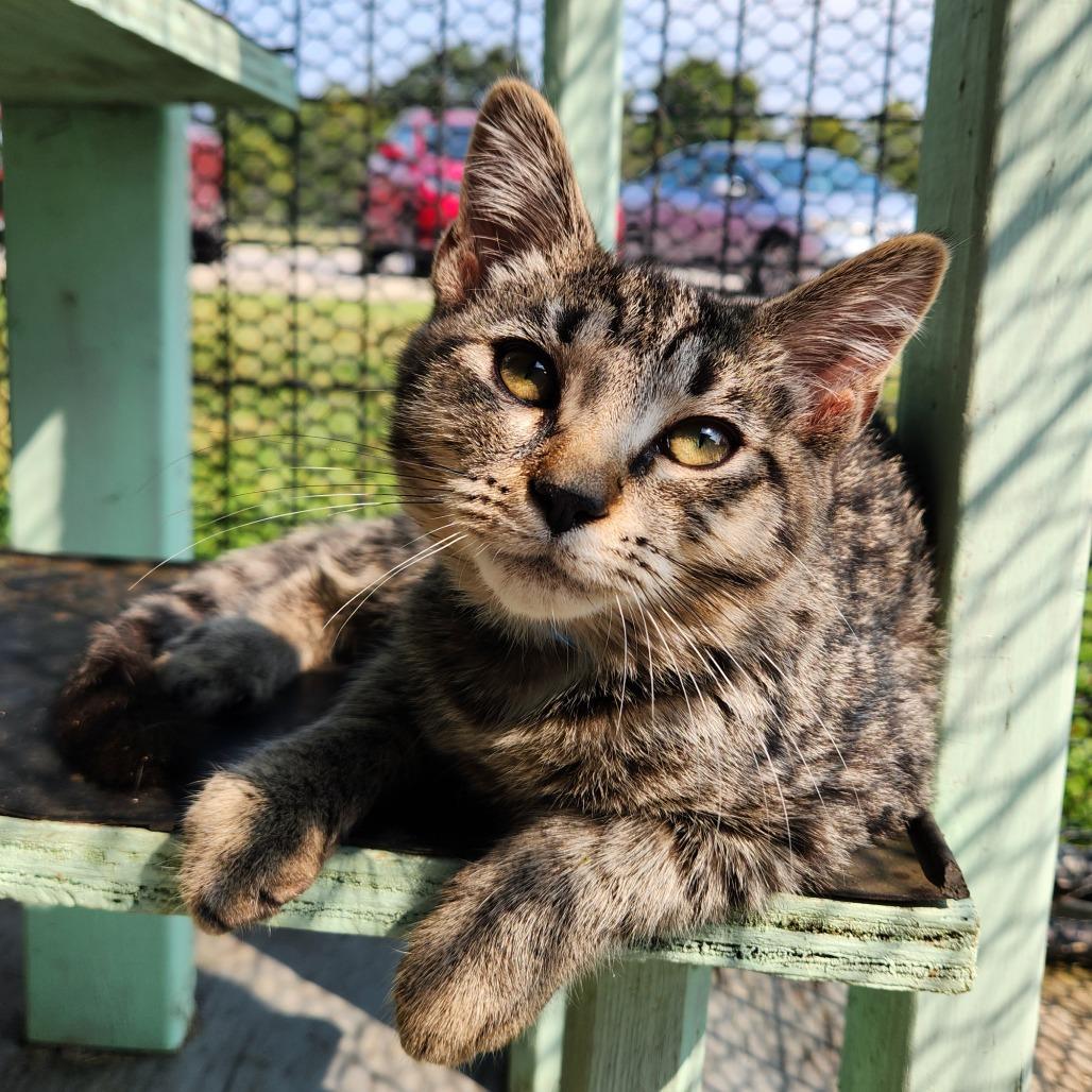 Corn Dog thumbnail 6