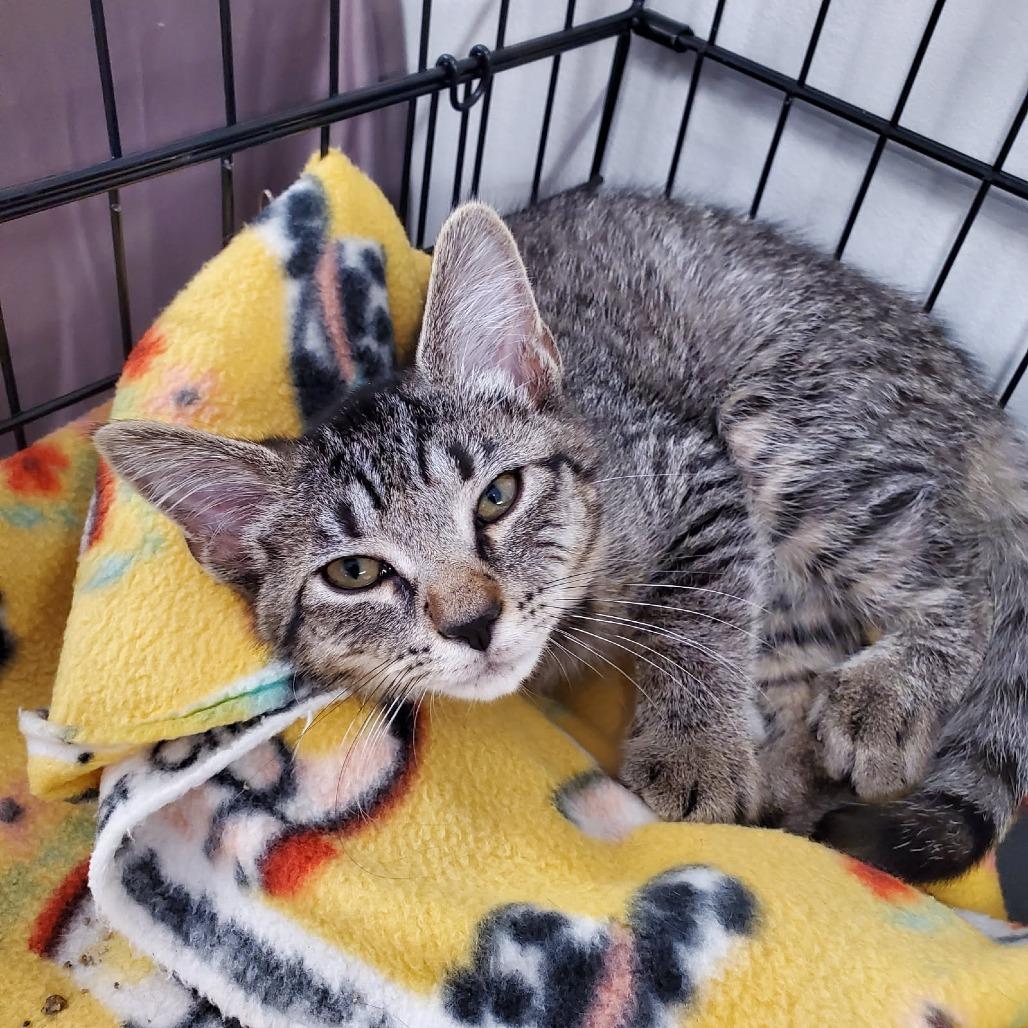 Corn Dog thumbnail 7