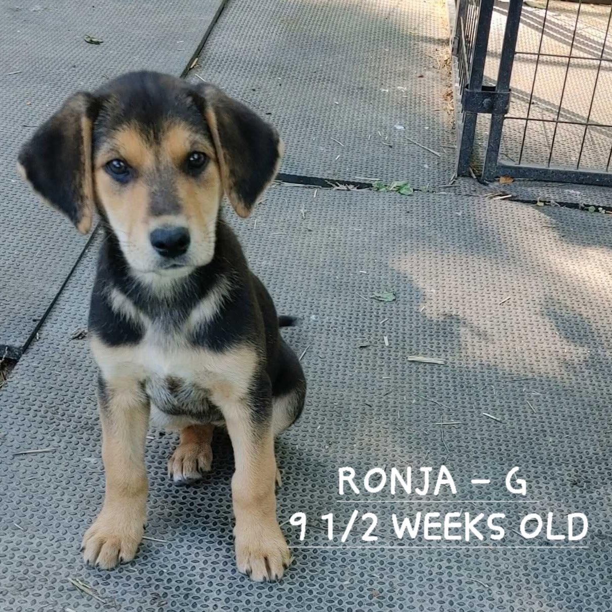 Ronja (3mo, 19lbs), Adoptable, Puppy Female Hound & German Shepherd Dog.