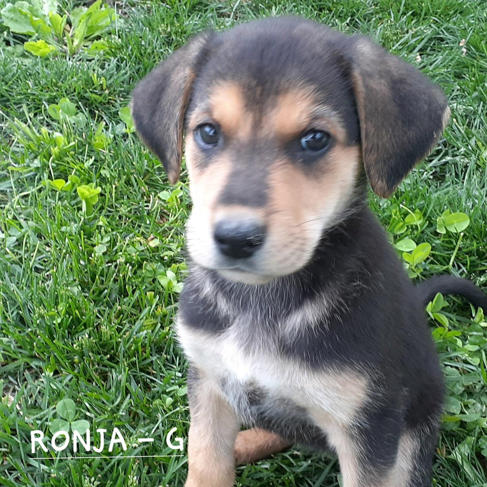 Ronja (3mo, 19lbs), a Adoptable mixed breed in Hinton, WV image 2/3