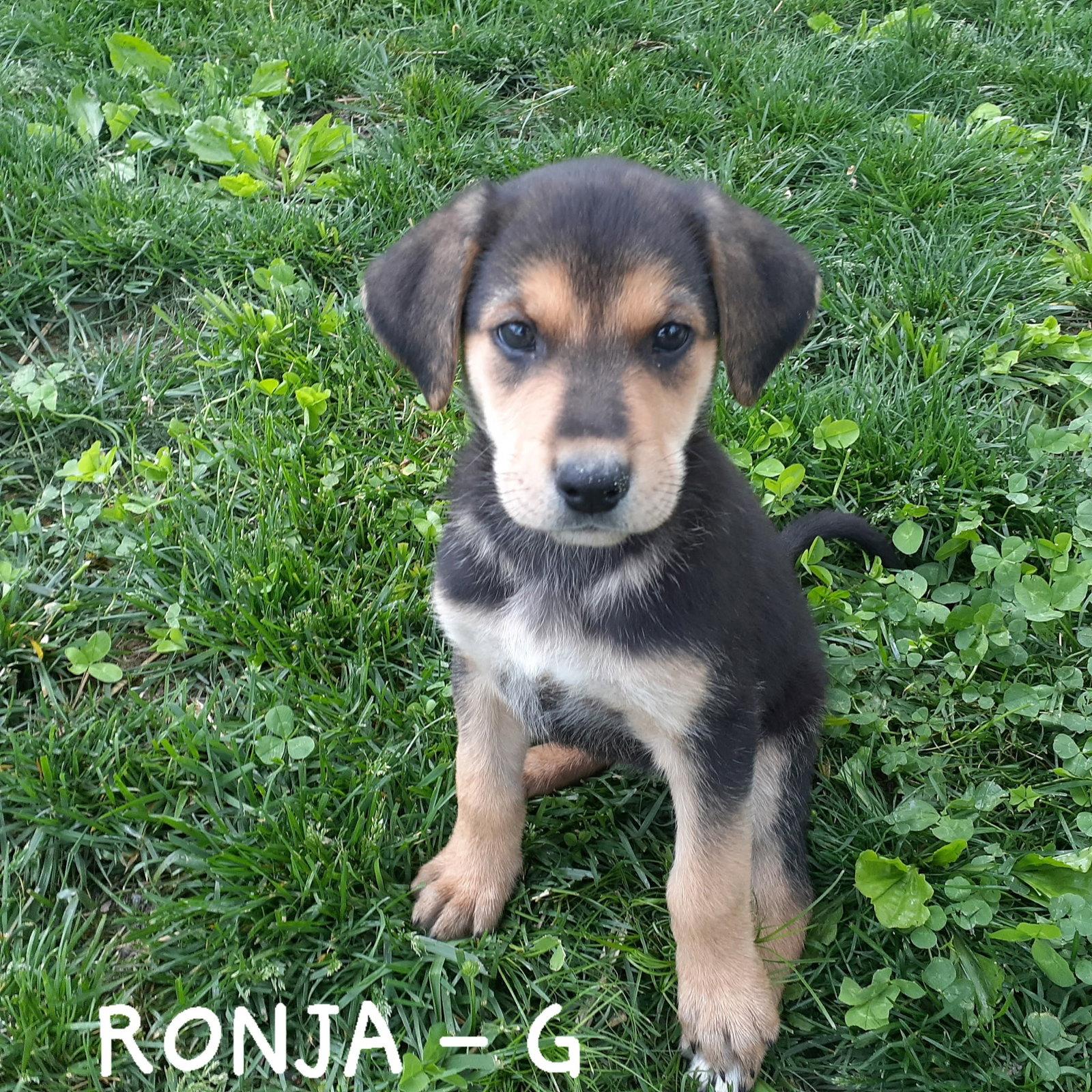 Ronja (3mo, 19lbs), a Adoptable mixed breed in Hinton, WV image 3/3