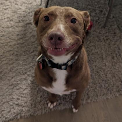 Stix, Adoptable, Adult Male Mixed Breed & Mixed Breed.