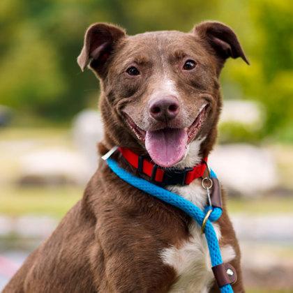 Enlarge Stix, a Adoptable mixed breed in Atlanta, GA image 2/3