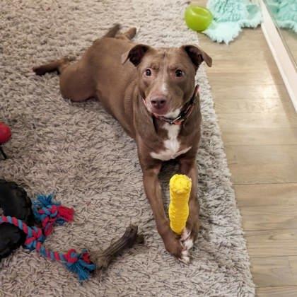 Enlarge Stix, a Adoptable mixed breed in Atlanta, GA image 3/3